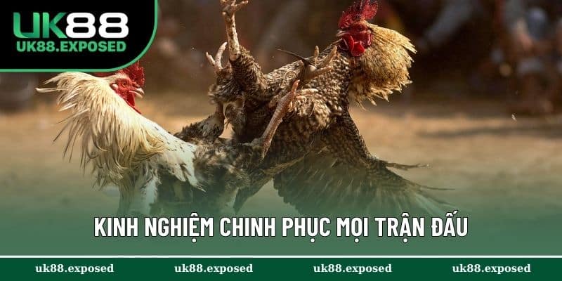 Bỏ túi kinh nghiệm cá cược trực tuyến chinh phục mọi chiến kê