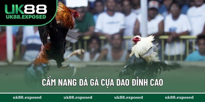 Cẩm nang đá gà cựa dao đỉnh cao từ dân chuyên lâu năm