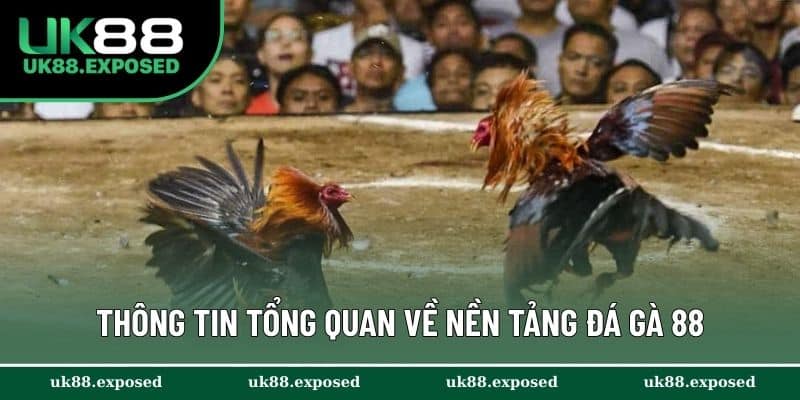 Thông tin tổng quan về nền tảng đá gà 88
