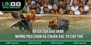 Đá Gà Cựa Dao