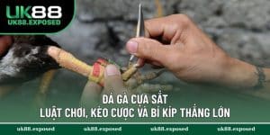 Đá Gà Cựa Sắt