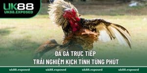 Đá Gà Trực Tiếp