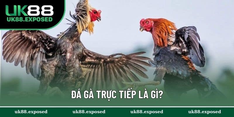 Đá gà trực tiếp là gì?