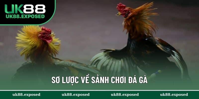Sơ lược về sảnh chơi đá gà