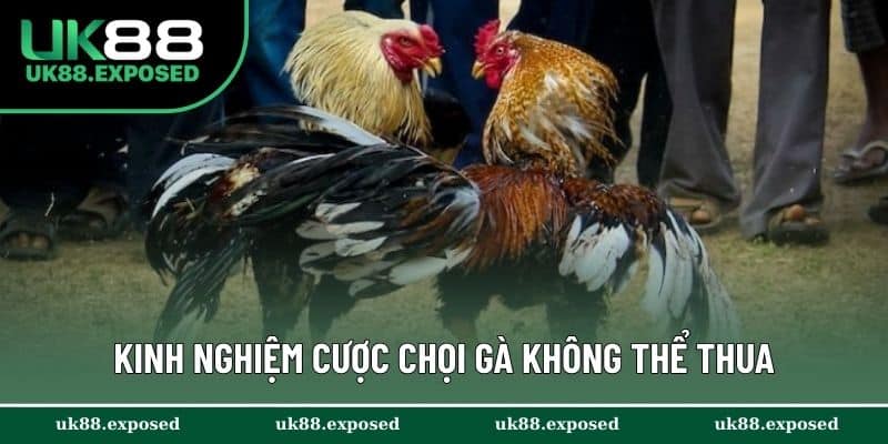 Kinh nghiệm cược chọi gà không thể thua