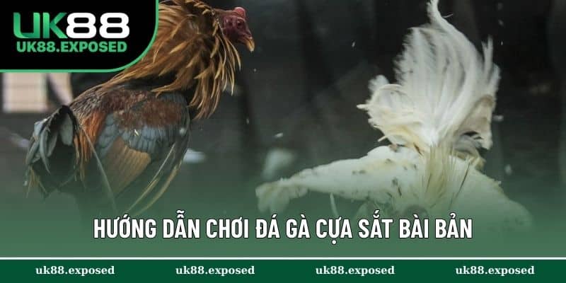 Hướng dẫn chơi đá gà cựa sắt bài bản