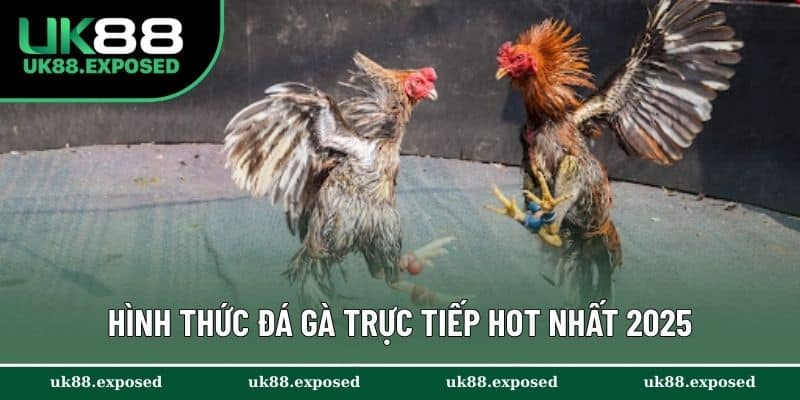 Khám phá các hình thức đá gà trực tiếp hot nhất 2025