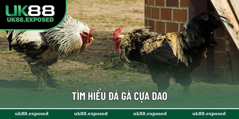 Tìm hiểu chuyên sâu về loại hình cá cược đá gà cựa dao
