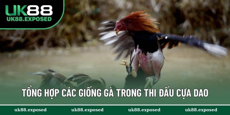Tổng hợp các giống gà được ưa chuộng trong thi đấu cựa dao