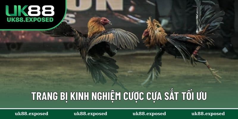 Trang bị kinh nghiệm cược cựa sắt tối ưu